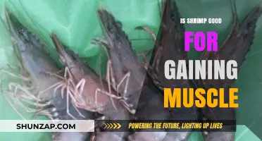 Shrimp for Muscle Gain: A Lean Protein Powerhouse?