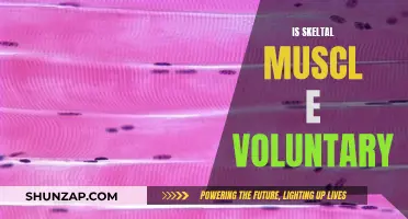 Skeletal Muscle Control: Voluntary or Involuntary?