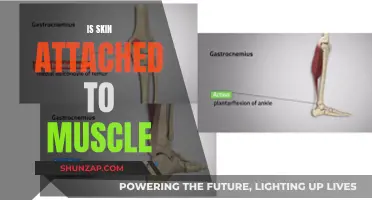 Skin and Muscle: What's the Connection?