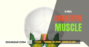 The Skull's Connective Muscle Tissue: What's the Deal?