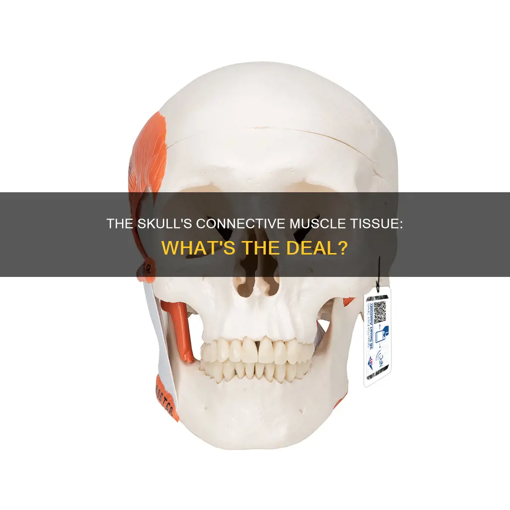 is skull connetive muscle
