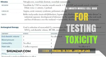 Exploring the Efficacy of Smooth Muscle Cells in Toxicity Testing