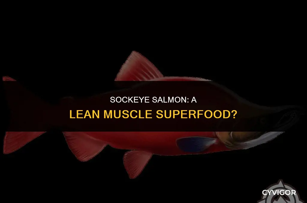 is sockeye salmon good for lean muscle