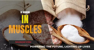 Sodium's Role in Muscle Function and Performance
