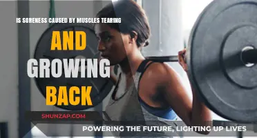 Muscle Soreness: Growth, Repair, and the Road to Recovery