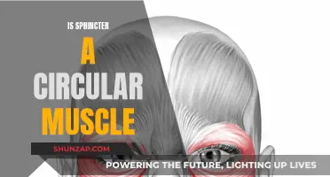 What are Sphincters? Are They Circular Muscles?
