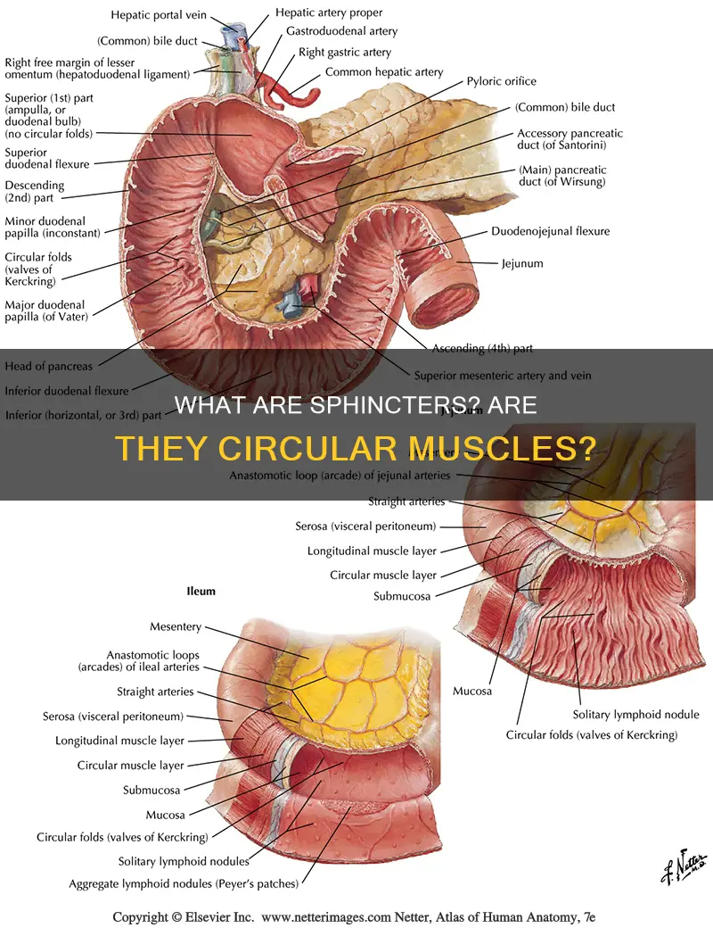 is sphincter a circular muscle