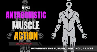 Spike Antagonism: Muscle Action's Foe or Friend?