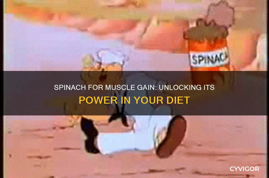 is spinach good for muscle gain