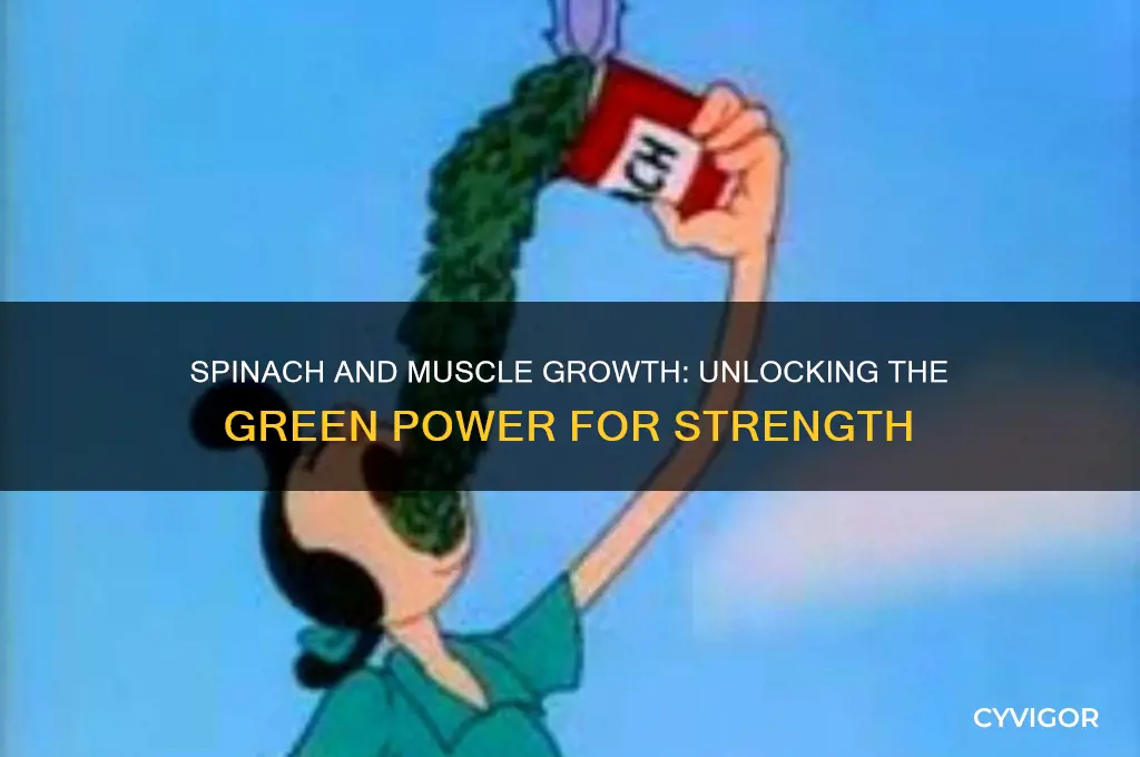 is spinach good for muscle growth