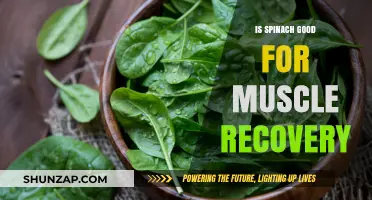 Spinach for Muscle Recovery: A Nutritional Powerhouse?