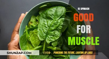 Spinach and Muscle Health: Unveiling the Green Powerhouse
