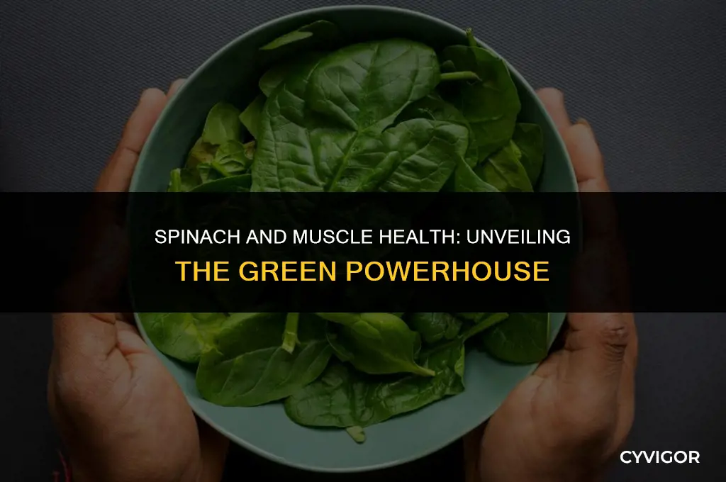 is spinach good for muscle