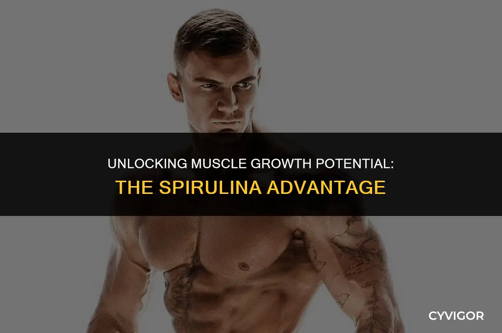 is spirulina good for muscle growth