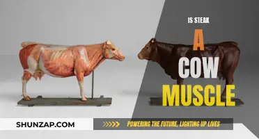 Steak: Sliced Muscle Delicacy from Cows