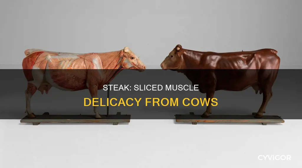 is steak a cow muscle