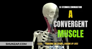 Sternocleidomastoid Muscle: Convergence and Its Implications