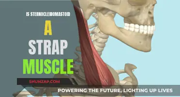 Sternocleidomastoid: A Strap Muscle or Not?