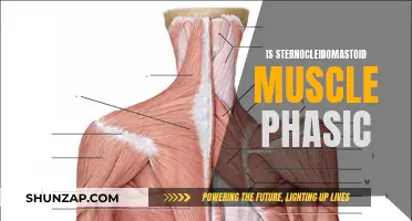 Sternocleidomastoid Muscle Phasic Nature: Understanding the Basics