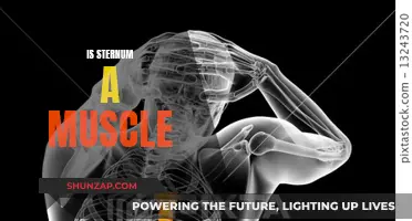 Sternum: Bone or Muscle? Understanding the Difference