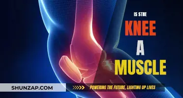 Understanding the Knee: Exploring Muscles and Joint Function