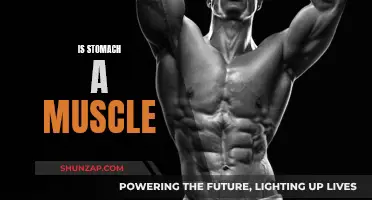 The Stomach: A Muscle or Something Else?