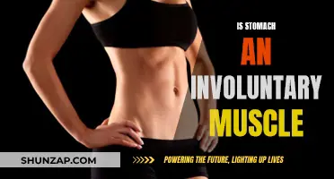 Stomach Muscle: Voluntary or Involuntary?