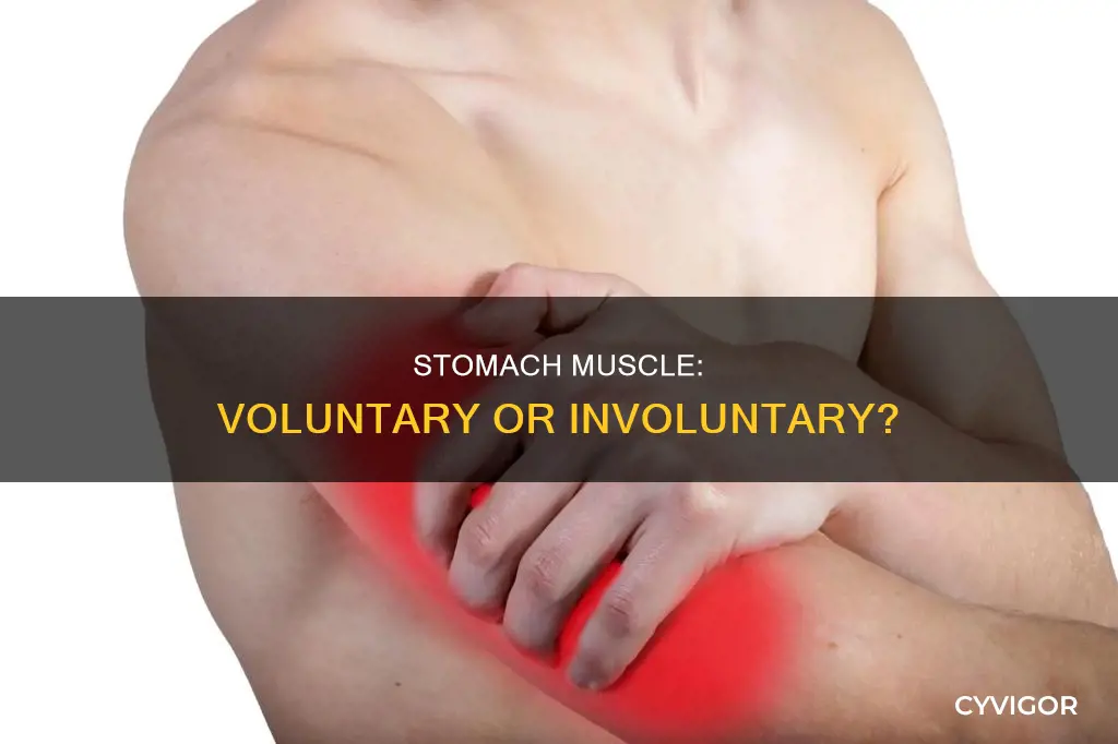 is stomach an involuntary muscle
