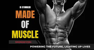 Stomach Muscles: Fact or Fiction?