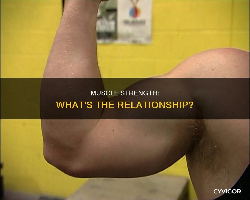 is strenght associated with muscle