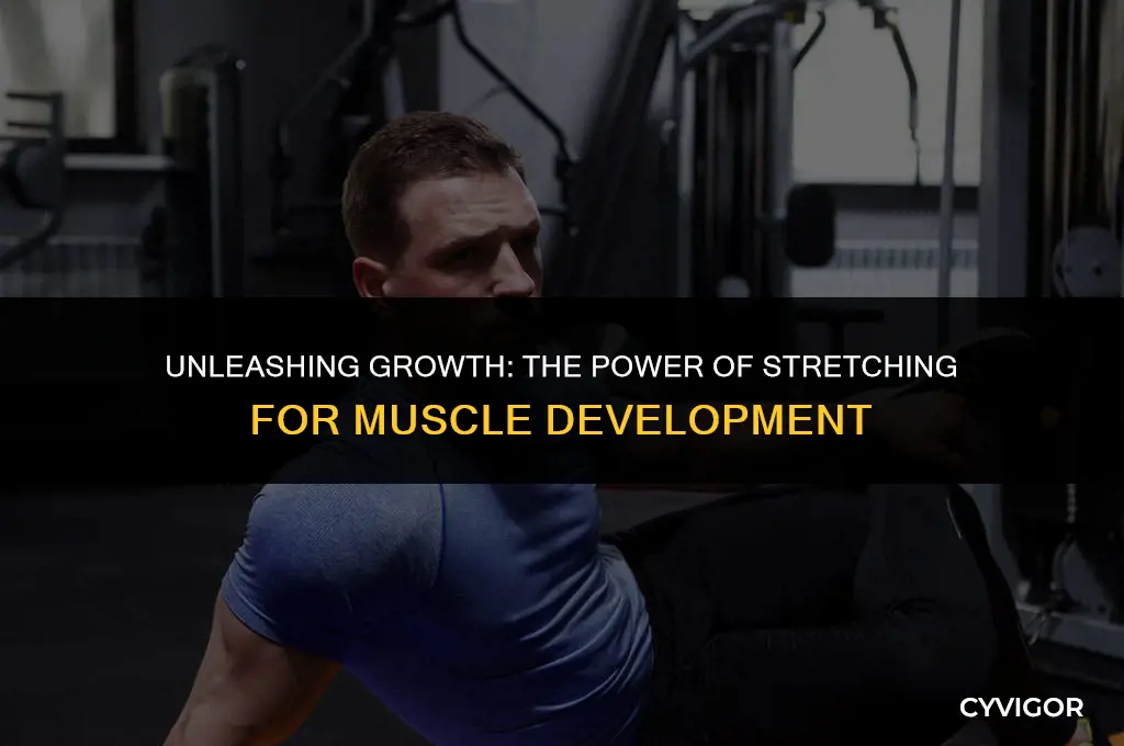 is stretching good for muscle growth