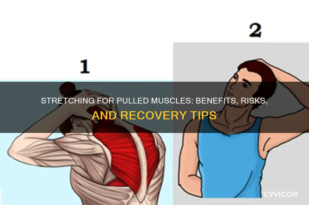 is stretching good for pulled muscles