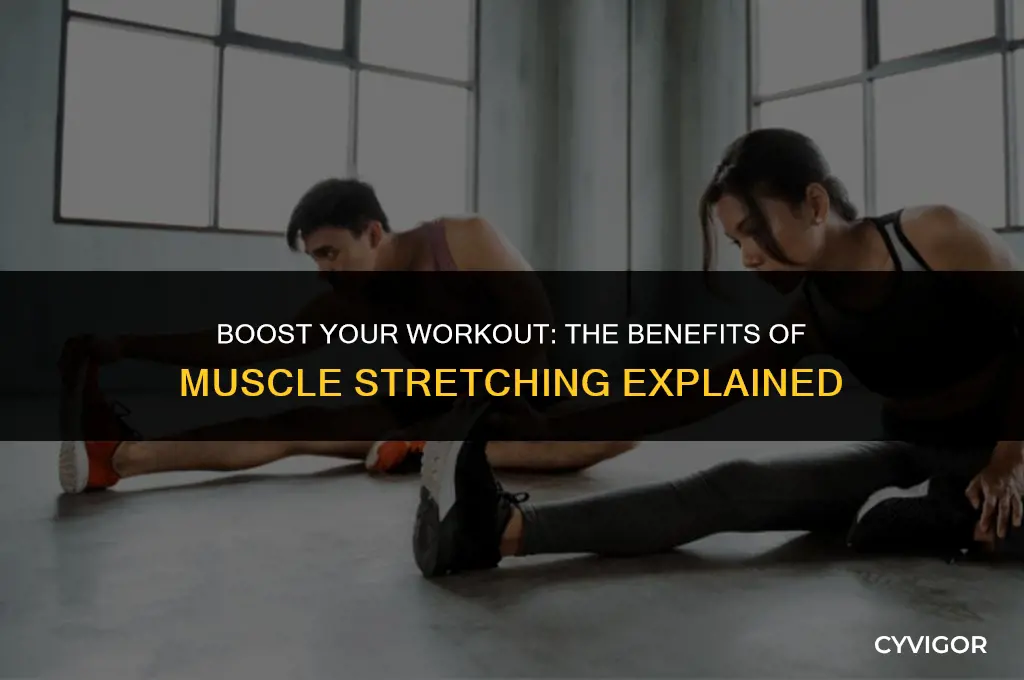 is stretching the muscle durinf a workout good