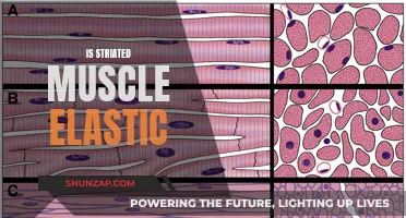 Striated Muscle Elasticity: Fact or Fiction?