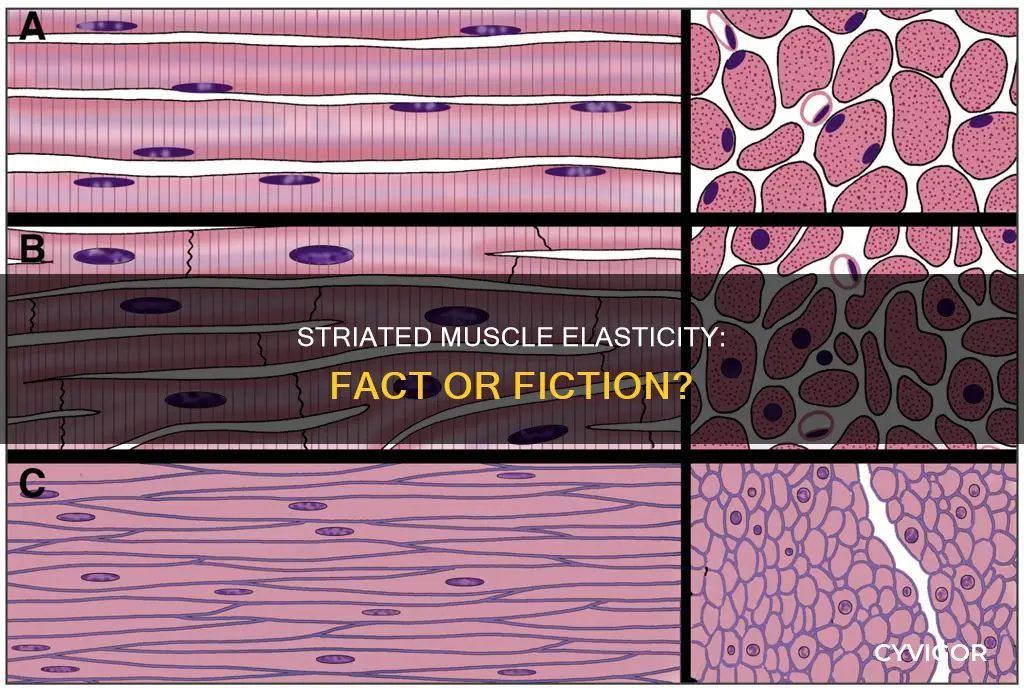 is striated muscle elastic
