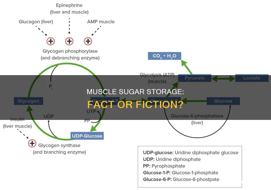 is sugar stored in muscles
