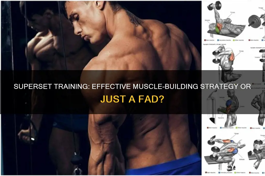 is superset good for gaining muscle