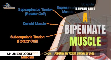 Exploring the Supraspinatus Muscle: Bipennate Structure?