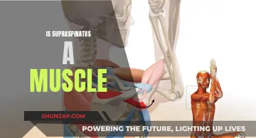 Exploring the Supraspinatus: Muscle or Not?