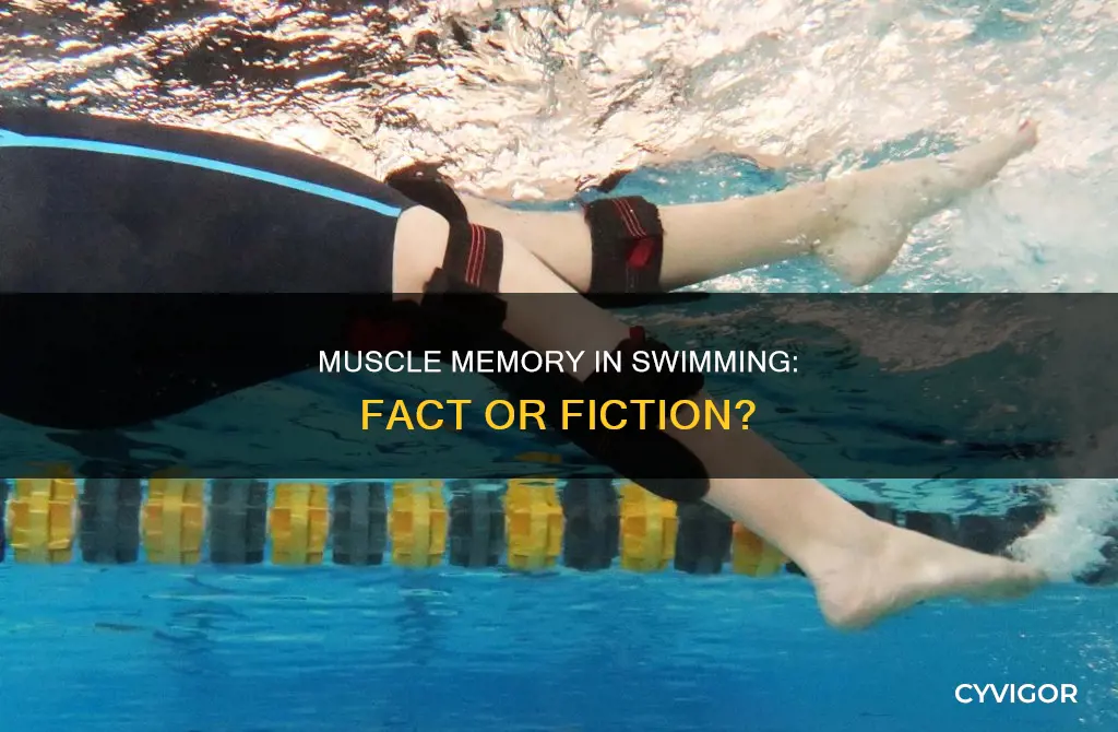is swimming muscle memory