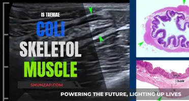 Taeniae Coli: Skeletal Muscle or Not?
