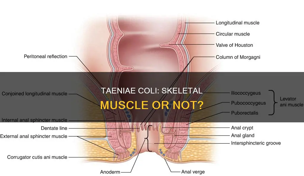 is taeniae coli skeletol muscle