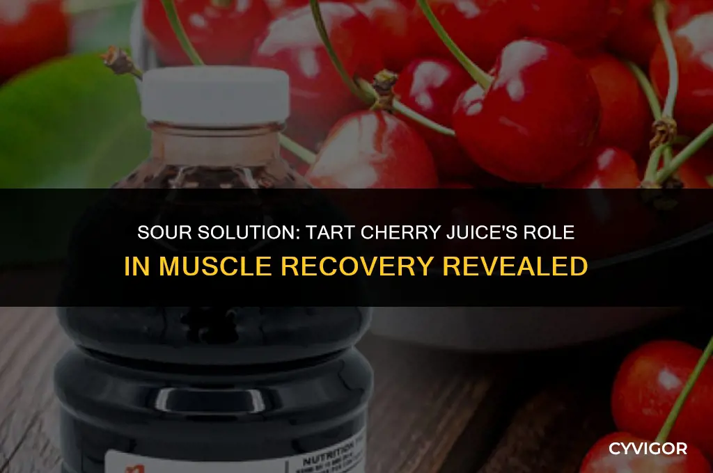 is tart cherry juice good for muscle recovery