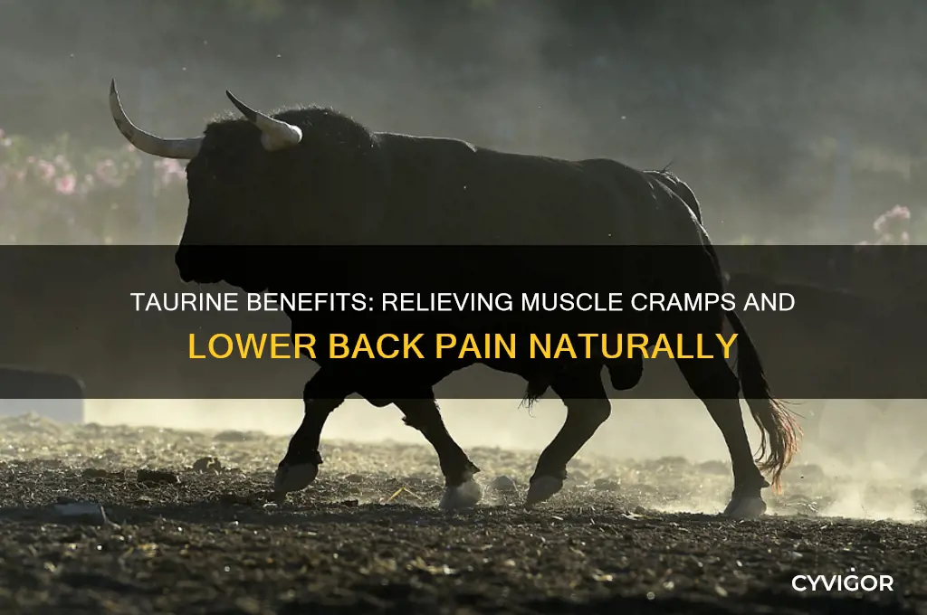 is taurine good for muscle cramps lower pain