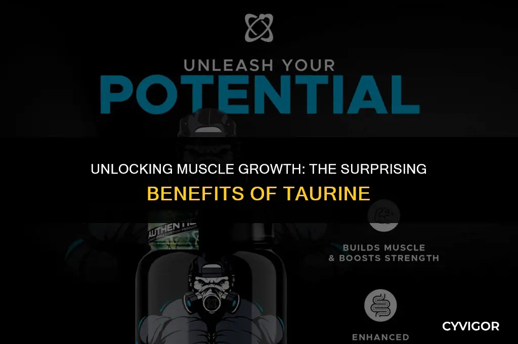 is taurine good for muscle growth
