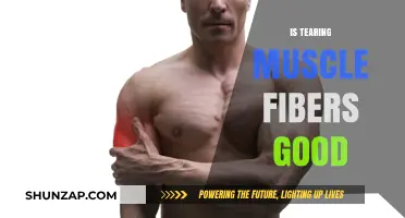 The Surprising Benefits of Tearing Muscle Fibers During Workouts