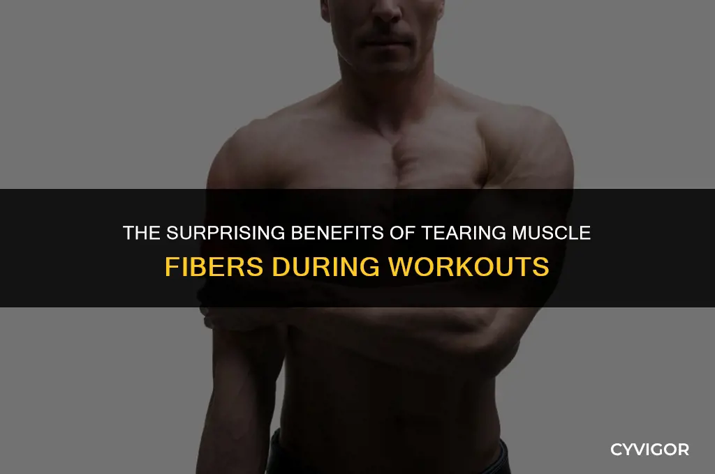 is tearing muscle fibers good