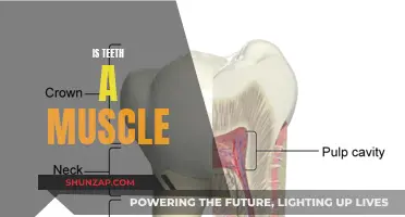 Teeth: Muscles or Bones? Exploring Dental Anatomy