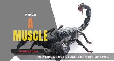 Telson's Muscular Mystery: Fact or Fiction?