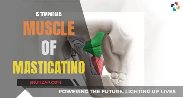 Temporalis Muscle: The Unsung Hero of Mastication